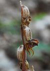Einzelbild 7 Widerbart - Epipogium aphyllum