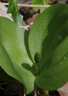 Einzelbild 5 Grosses Zweiblatt - Listera ovata