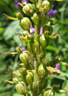 Einzelbild 7 Grosses Zweiblatt - Listera ovata