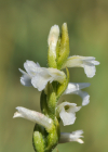 Einzelbild 5 Sommer-Wendelähre - Spiranthes aestivalis