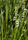 Einzelbild 6 Sommer-Wendelähre - Spiranthes aestivalis