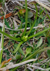 Einzelbild 5 Zwergorchis - Chamorchis alpina