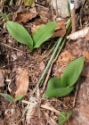 Einzelbild 5 Weisses Breitkölbchen - Platanthera bifolia