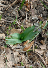 Einzelbild 5 Grünliches Breitkölbchen - Platanthera chlorantha