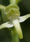 Einzelbild 8 Grünliches Breitkölbchen - Platanthera chlorantha