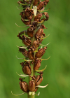 Einzelbild 7 Langspornige Handwurz - Gymnadenia conopsea