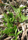 Einzelbild 5 Wohlriechende Handwurz - Gymnadenia odoratissima