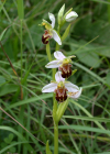 Einzelbild 5 Bienen-Ragwurz - Ophrys apifera