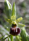 Einzelbild 5 Gewöhnliche Spinnen-Ragwurz - Ophrys sphegodes