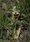 Einzelbild 6 Gewöhnliche Spinnen-Ragwurz - Ophrys sphegodes