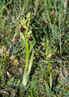 Einzelbild 7 Gewöhnliche Spinnen-Ragwurz - Ophrys sphegodes