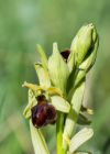 Einzelbild 8 Gewöhnliche Spinnen-Ragwurz - Ophrys sphegodes