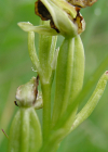Einzelbild 8 Kleine Spinnen-Ragwurz - Ophrys araneola