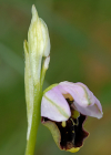 Einzelbild 6 Gewöhnliche Hummel-Ragwurz - Ophrys holosericea subsp. holosericea