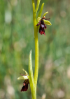 Einzelbild 5 Fliegen-Ragwurz - Ophrys insectifera