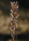 Einzelbild 8 Gefleckte Fingerwurz - Dactylorhiza maculata