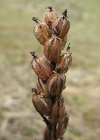 Einzelbild 8 Breitblättrige Fingerwurz - Dactylorhiza majalis