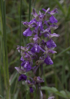 Einzelbild 5 Kleines Knabenkraut - Orchis morio