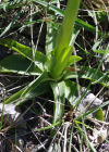 Einzelbild 7 Kleines Knabenkraut - Orchis morio