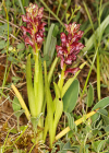 Einzelbild 5 Wanzen-Knabenkraut - Orchis coriophora