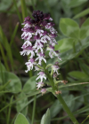 Einzelbild 5 Schwärzliches Knabenkraut - Orchis ustulata