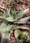 Einzelbild 5 Schwärzliches Knabenkraut - Orchis ustulata