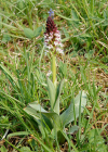 Einzelbild 8 Schwärzliches Knabenkraut - Orchis ustulata