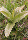Einzelbild 5 Blasses Knabenkraut - Orchis pallens