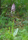 Einzelbild 5 Purpur-Knabenkraut - Orchis purpurea