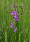 Einzelbild 4 Sumpf-Knabenkraut - Orchis palustris