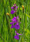 Einzelbild 5 Sumpf-Knabenkraut - Orchis palustris