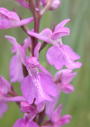 Einzelbild 6 Sumpf-Knabenkraut - Orchis palustris