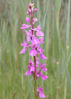 Einzelbild 7 Sumpf-Knabenkraut - Orchis palustris