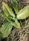 Einzelbild 4 Bocks-Riemenzunge - Himantoglossum hircinum