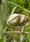 Einzelbild 5 Bocks-Riemenzunge - Himantoglossum hircinum