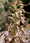 Einzelbild 6 Bocks-Riemenzunge - Himantoglossum hircinum