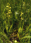 Einzelbild 7 Zwiebelorchis - Liparis loeselii