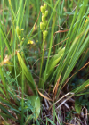 Einzelbild 8 Zwiebelorchis - Liparis loeselii