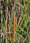 Einzelbild 6 Schmalblättriger Rohrkolben - Typha angustifolia