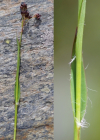 Einzelbild 5 Braune Hainsimse - Luzula alpinopilosa
