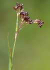 Einzelbild 6 Braune Hainsimse - Luzula alpinopilosa