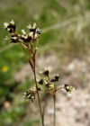 Einzelbild 7 Braune Hainsimse - Luzula alpinopilosa