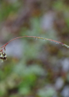 Einzelbild 8 Braune Hainsimse - Luzula alpinopilosa