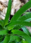 Einzelbild 5 Gewöhnliche Wald-Hainsimse - Luzula sylvatica