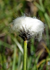 Einzelbild 5 Scheuchzers Wollgras - Eriophorum scheuchzeri