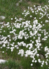 Einzelbild 6 Scheuchzers Wollgras - Eriophorum scheuchzeri