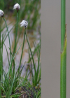 Einzelbild 8 Scheuchzers Wollgras - Eriophorum scheuchzeri