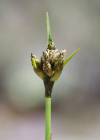 Einzelbild 8 Breitblättriges Wollgras - Eriophorum latifolium