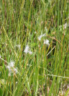 Einzelbild 5 Alpen-Haarbinse - Trichophorum alpinum