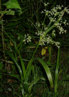 Einzelbild 7 Waldbinse - Scirpus sylvaticus